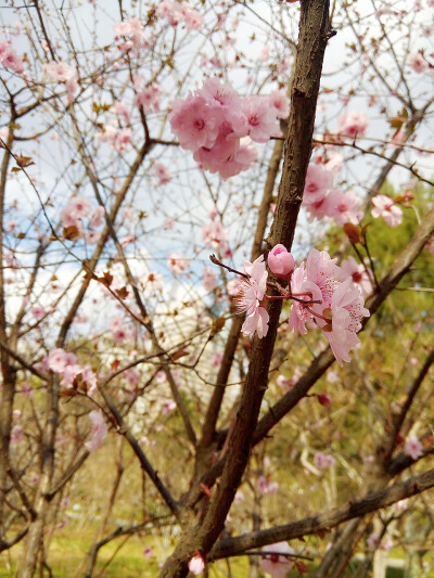 花花花(*Ü*)ﾉ☀