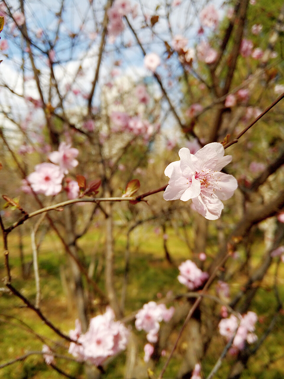 花花花(*Ü*)ﾉ☀