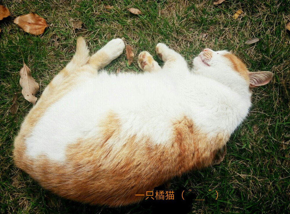 还是那只猫~这张看起来超肥吧