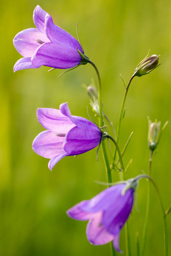 淡淡花草