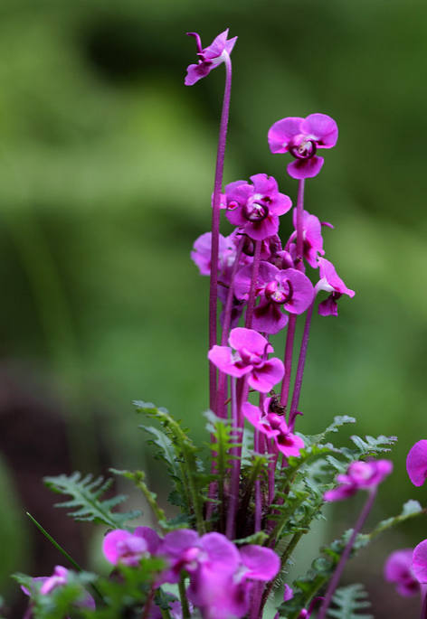 淡淡花草