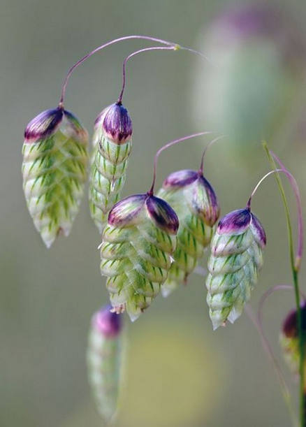 淡淡花草