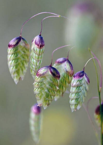 淡淡花草