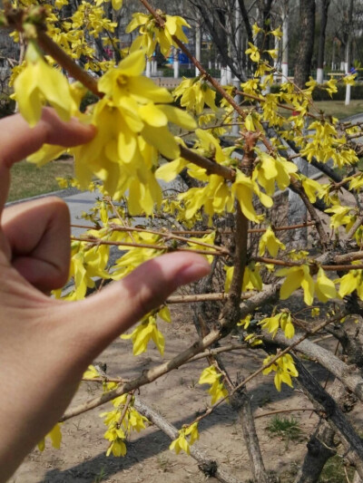 随手拍的连翘