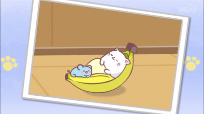 可爱 壁纸 香蕉喵 猫咪 猫 b站 侵权勿删 猫和老鼠