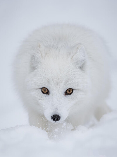 雪狐