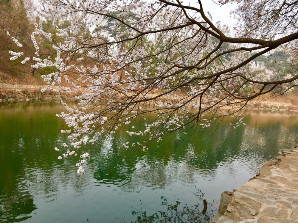 颐和园的花