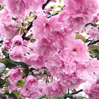 大雨中的樱花竟更美
回来后发现鞋底夹杂着些许樱花瓣