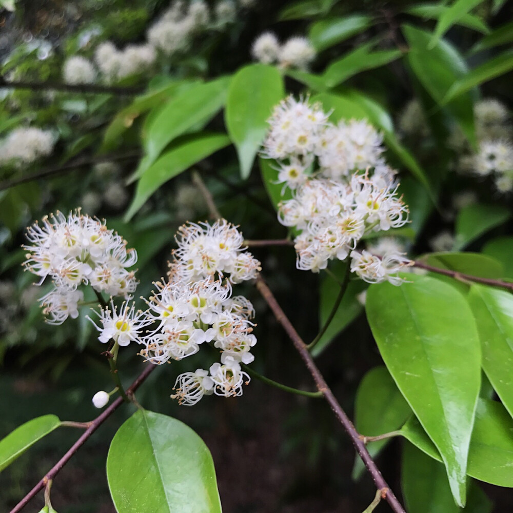 不知道什么花 摄于湖南省植物园 很萌萌的