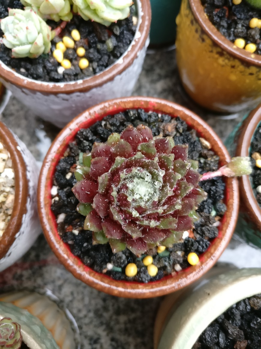 雨后,大红卷绢,刚开始种的时候特意给它配了个红盆.170409