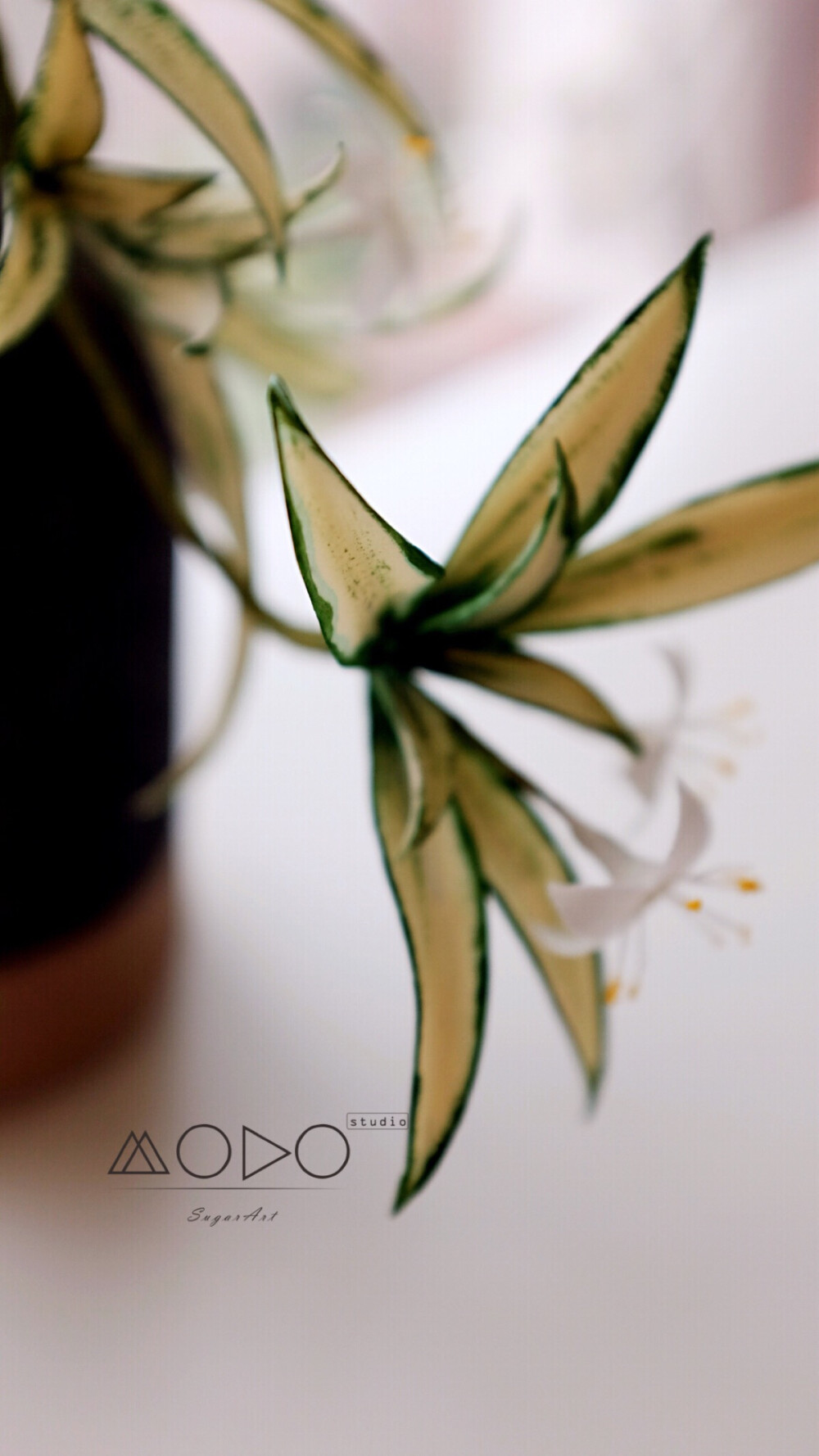 #毛豆的糖花手作#
Sugar flower--Chlorophytum comosum
糖花--吊兰
超级喜欢[爱心][爱心][爱心]