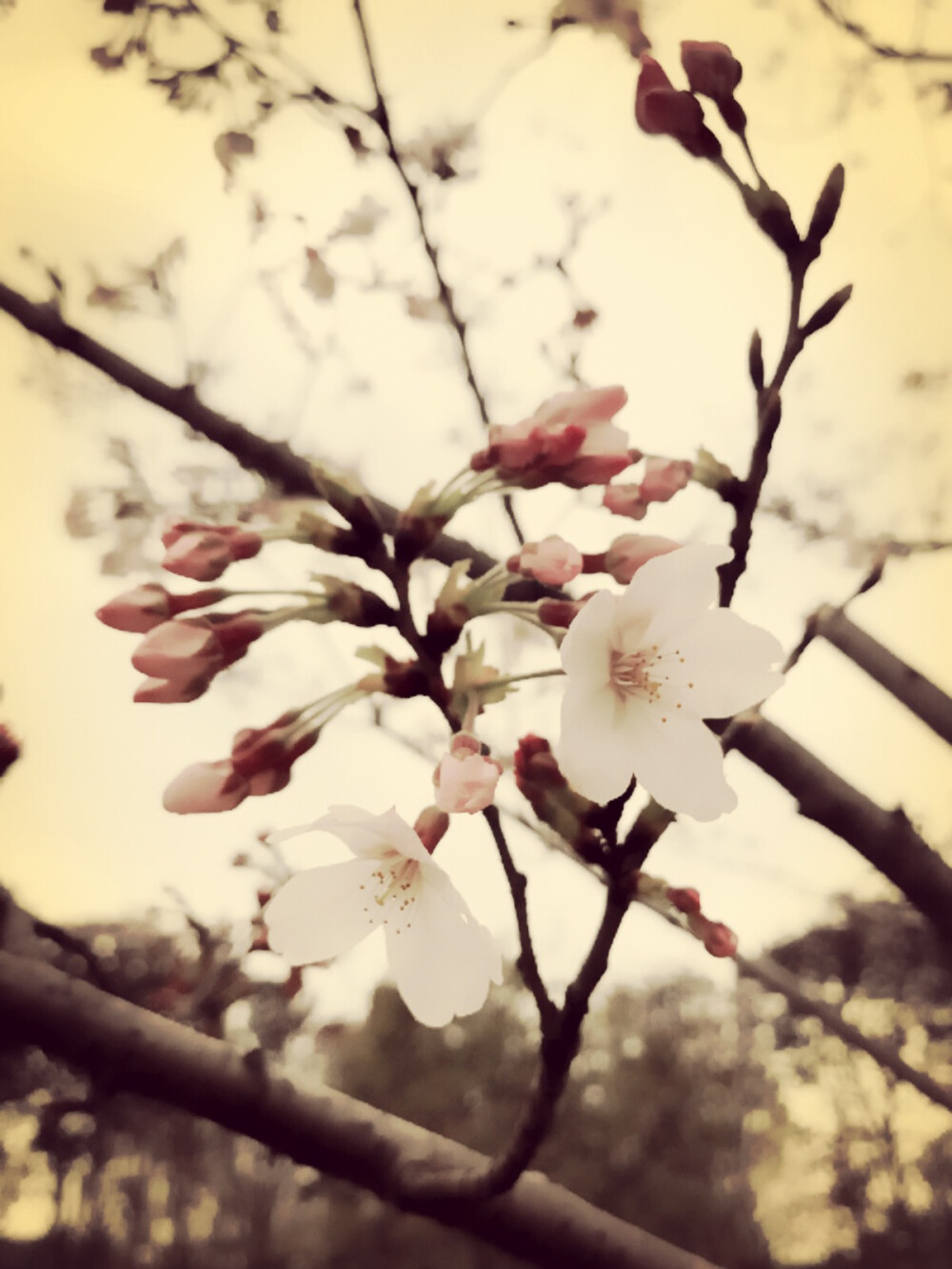 花开花谢