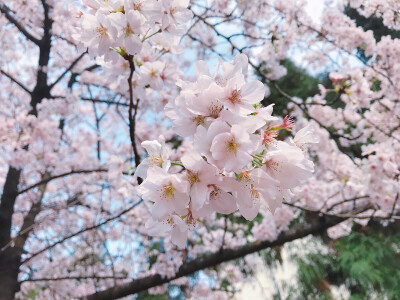 鸡鸣寺 樱花(⁎⁍̴̛ᴗ⁍̴̛⁎)