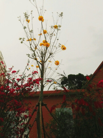 师院的花儿～