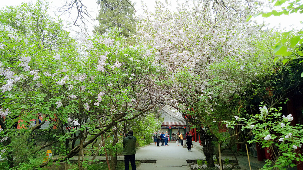 法源寺也被称为"繁花之寺"，老北京曾有"悯忠寺(法源寺)的丁香，崇效寺的牡丹，极乐寺的海棠，天宁寺的芍药"之说。