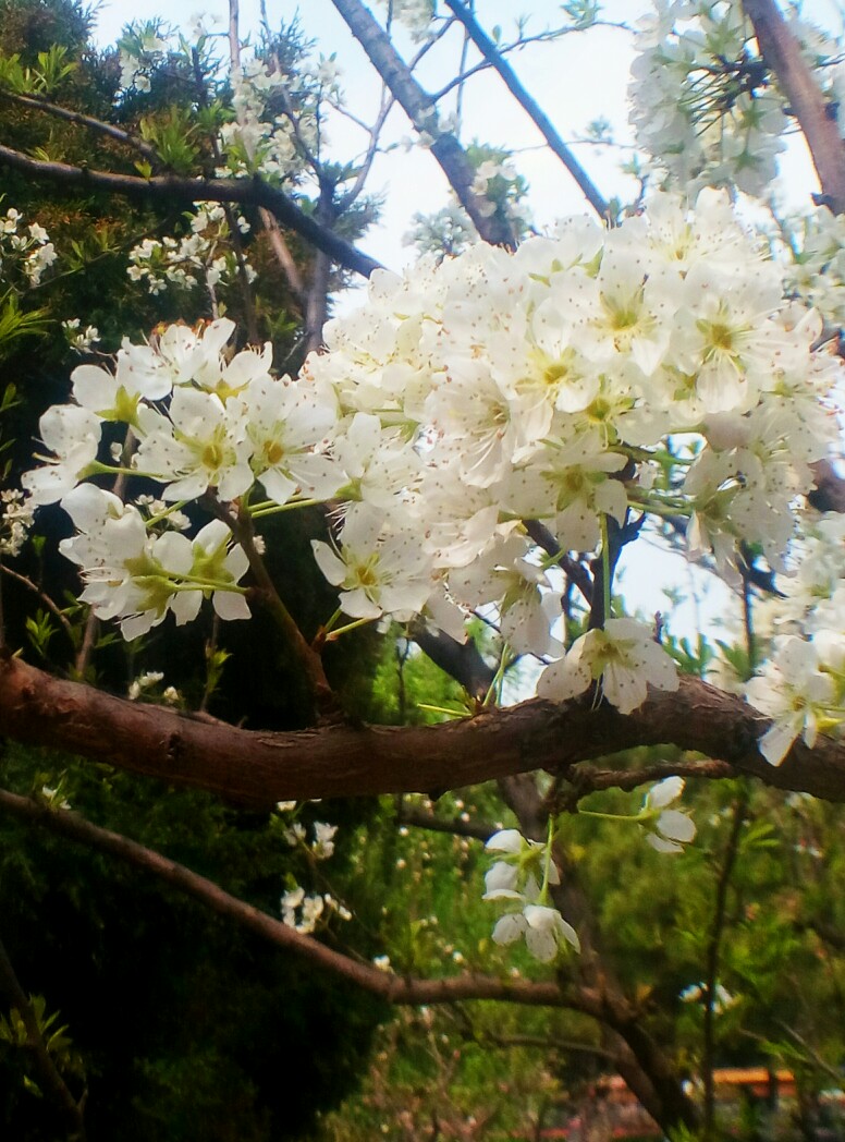 簇拥着，花开了。