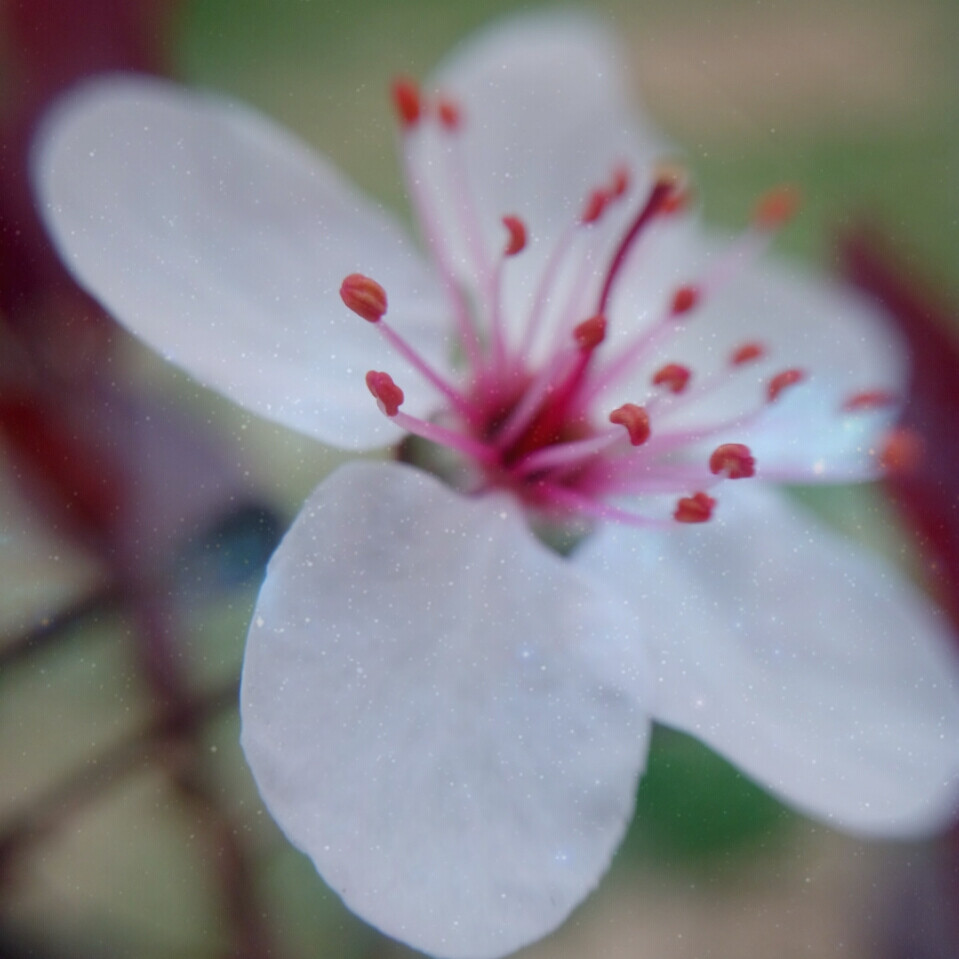 花与蕊的私语。