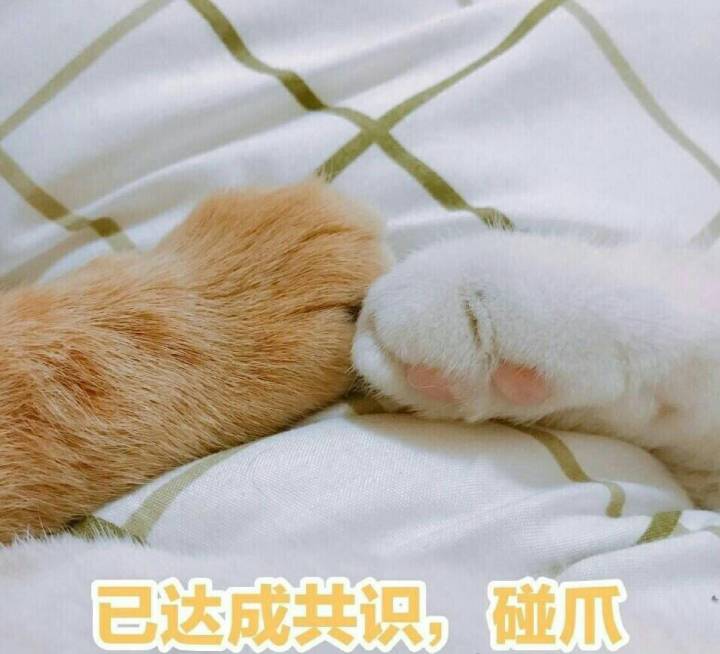 可爱的小猫