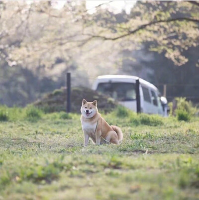 点赞这只柴犬，一份加大号的好运正向你奔来 ​​​​ ！ ​​​​