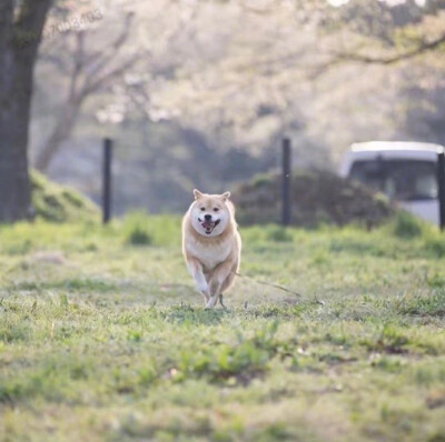 点赞这只柴犬，一份加大号的好运正向你奔来 ​​​​ ！ ​​​​