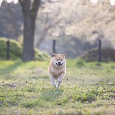 点赞这只柴犬，一份加大号的好运正向你奔来 ​​​​ ！ ​​​​