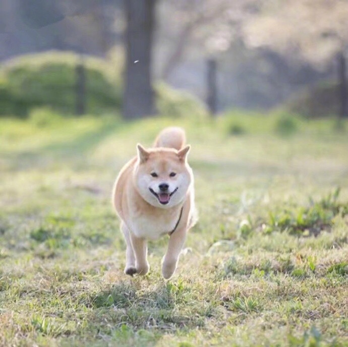 点赞这只柴犬，一份加大号的好运正向你奔来 ​​​​ ！ ​​​​