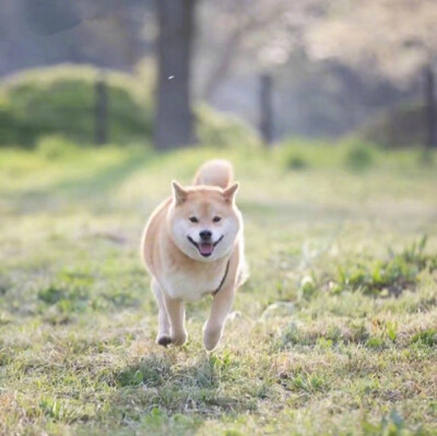 点赞这只柴犬，一份加大号的好运正向你奔来 ​​​​ ！ ​​​​