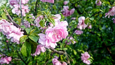 春天物语 花 春暖花开 原创 摄影 风景 壁纸桌面