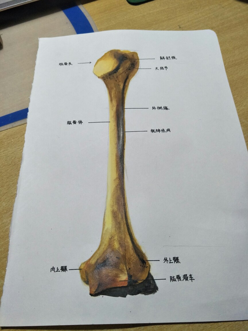 肱骨手绘图片