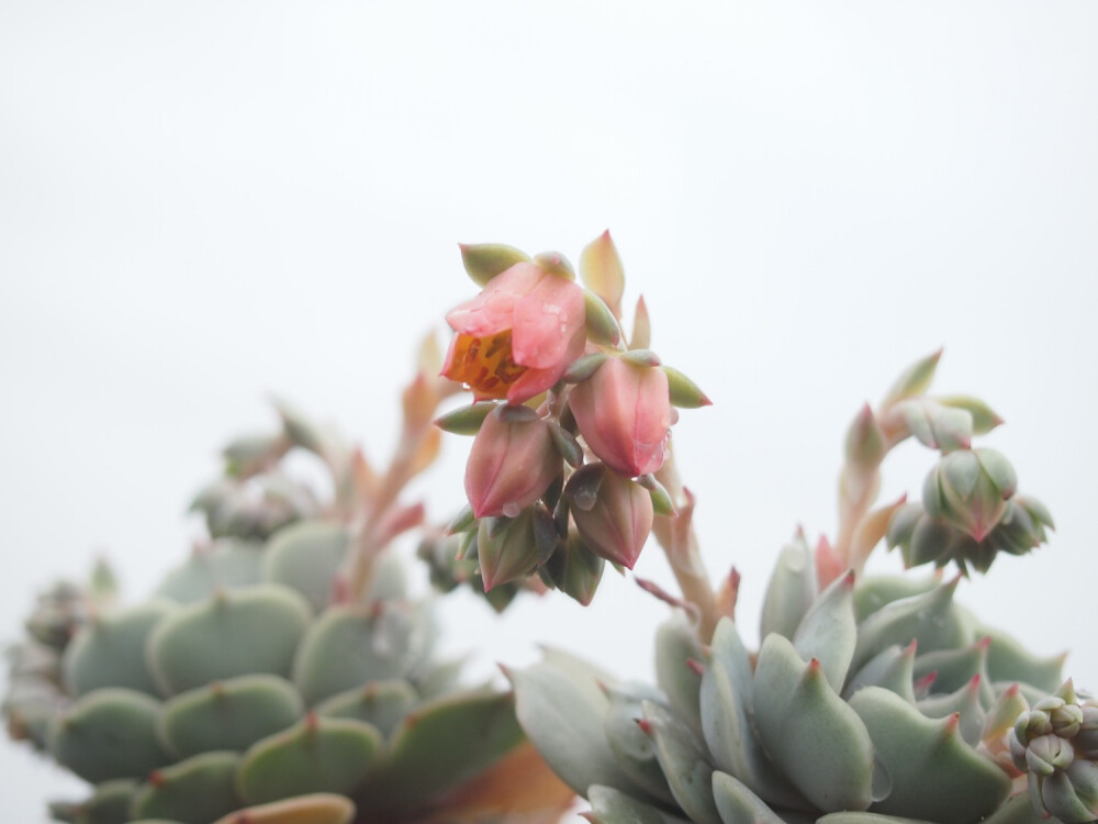 露娜的花花