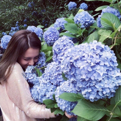 欧美，高清，绣球花