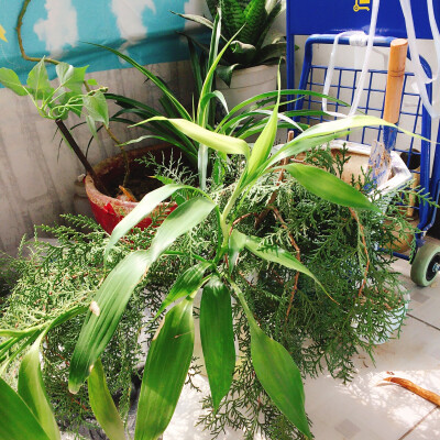 绿色 氧气 植物 生态 田园 阳台 清新 宜家 