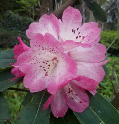 马缨杜鹃（学名：Rhododendron delavayi Franch.）：常绿灌木或小乔木，高1-7米；顶生伞形花序，圆形，紧密，有花10-20朵；花冠钟形，长3-5厘米，直径3-4厘米，花期5月，果期12月。 生于海拔1200-3200米的常绿阔叶林…