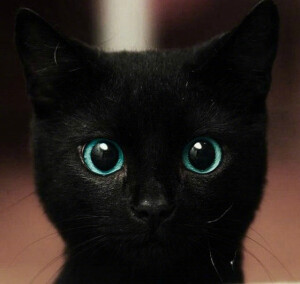 黑猫之眼！！！炫酷！！ ​​​​