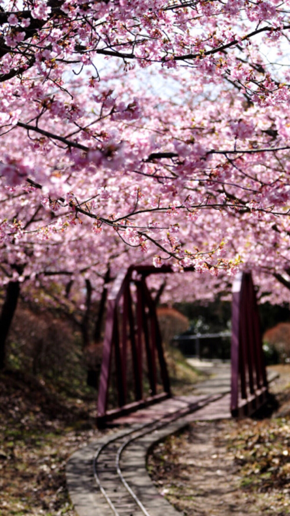 【手机壁纸】花与树