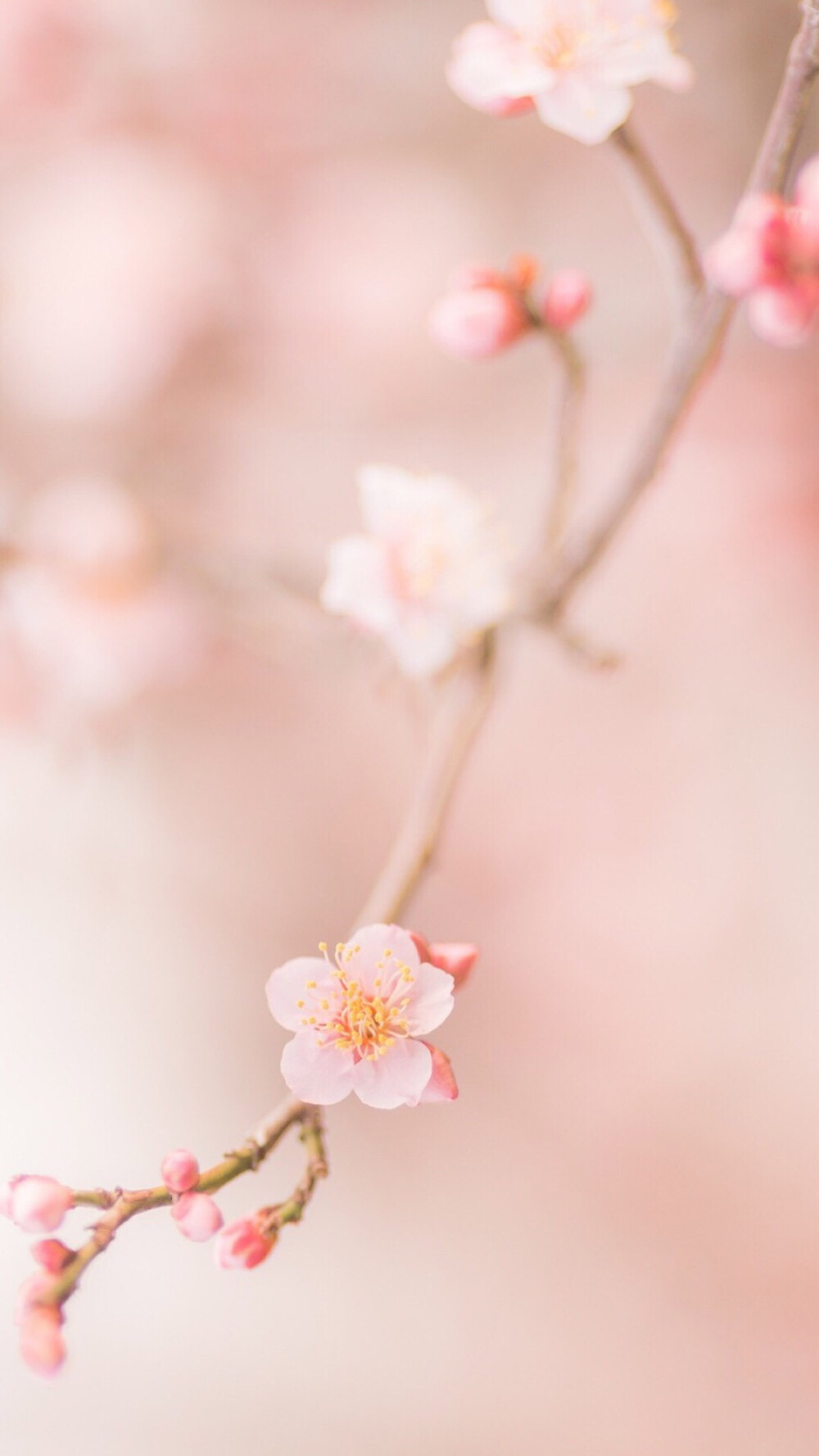 【手机壁纸】花与树