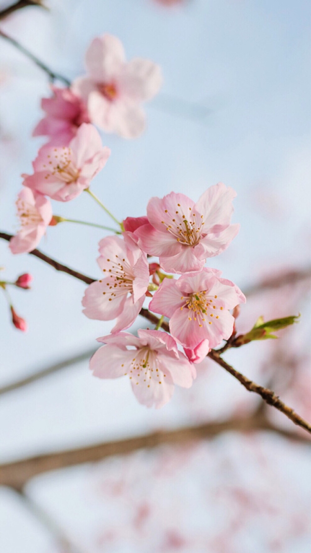 【手机壁纸】花与树