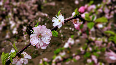 这是桃花吗？