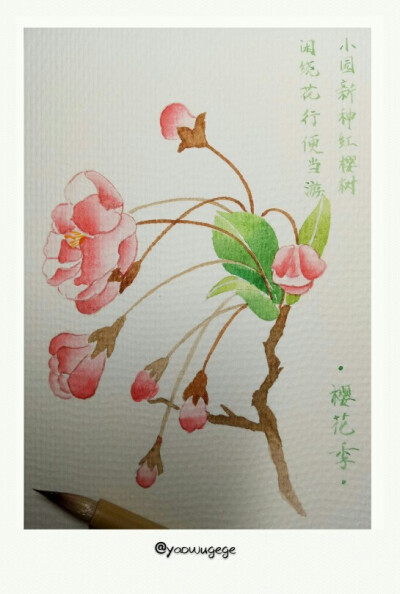 樱花季