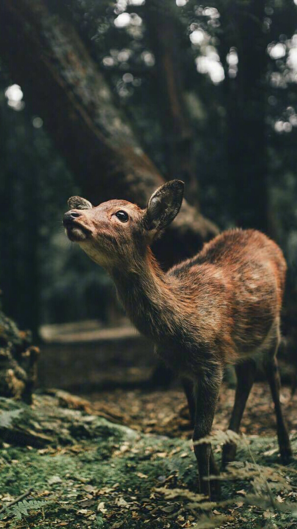 迷恋梅花鹿