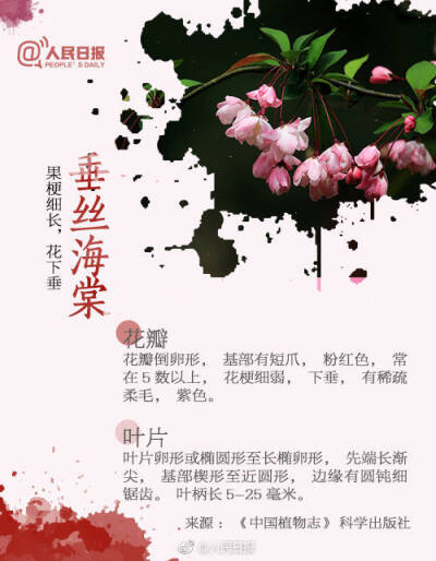 垂丝海棠