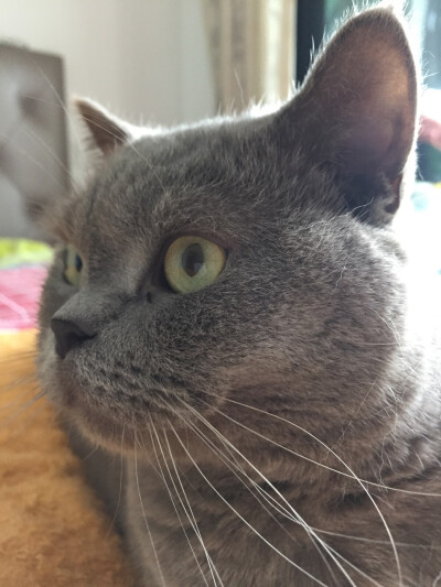 小家伙