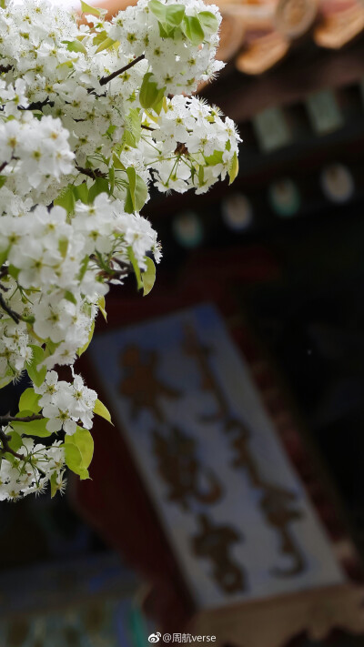 紫禁城【丁酉•花朝•梨花】“沉麝不烧金鸭冷，淡非浪白浓非红。殿头催引上清华，富贵标格神仙风” 照片取自@周航verse