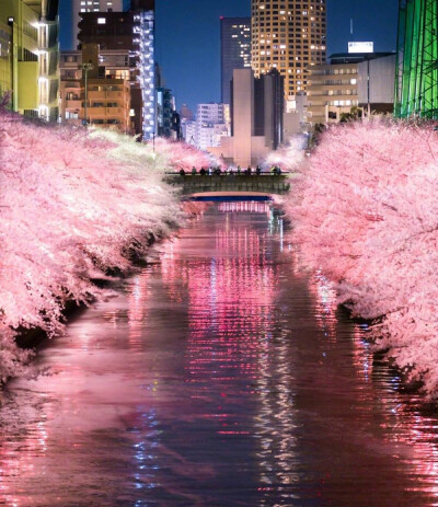 夜 桜