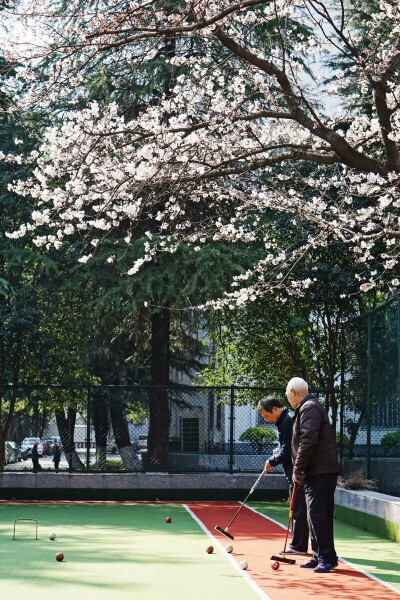篮球场边的樱花