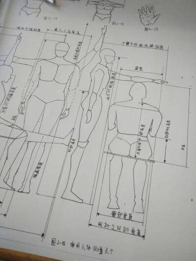 人体公司程学，让我这个数学不好的人算这些比例，大写懵