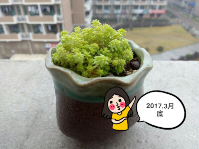 黄金万年草