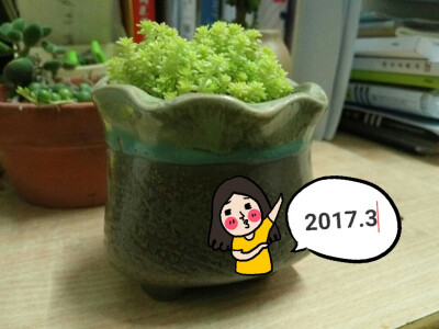 黄金万年草