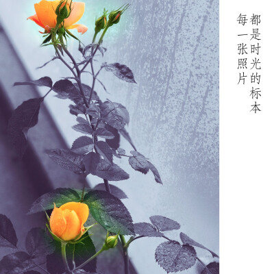 美好~花儿~时光