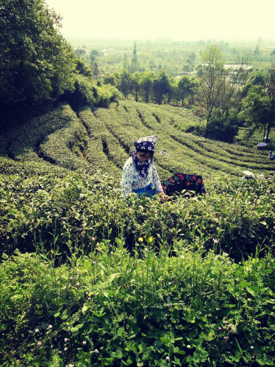 今天我去采茶叶，去的是绵竹，我以为是绵阳。然后有两个小帅哥。然后吃了柴火鸡，不好吃，锅边馍也不好吃。不和我口味。然后呢，没想到容园包子没关大概是开的早。恩张静红给我的锅巴好好吃，我要买回去给我吗吃，我…